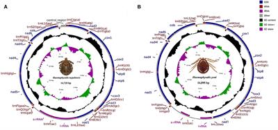 Complete mitogenomes and phylogenetic relationships of Haemaphysalis nepalensis and Haemaphysalis yeni